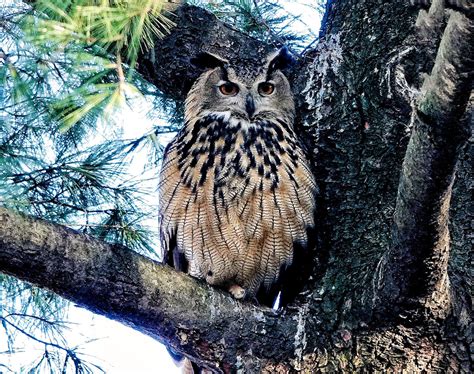 Michiko Kakutani On Twitter Flaco The Beautiful Eurasian Eagle Owl