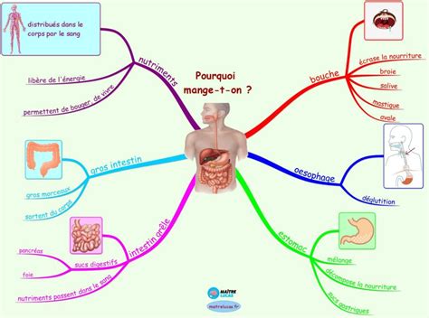 La digestion c est quoi pour CM1 CM2 Maître Lucas