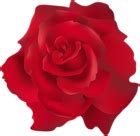 Red Rose Transparent Clip Art PNG Image | Gallery Yopriceville - High ...