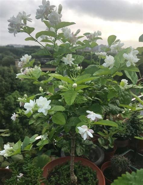 養茉莉，做好3鋪墊，茉莉花苞冒地多，爆花超帶勁，連開5波花 每日頭條