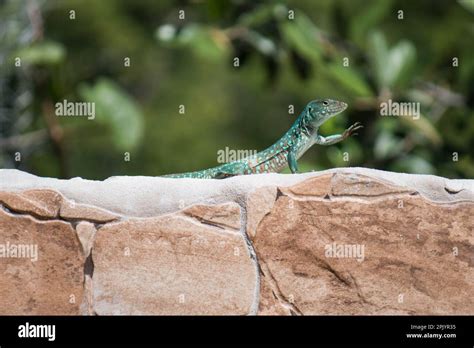 Aruban Whiptail Lizard