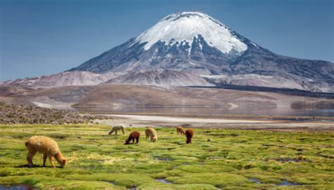 Lauca National Park Archives - Turavion