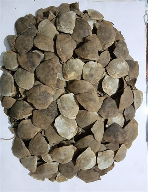 Pangolin Scales Seized 2 Arrested In Khordha