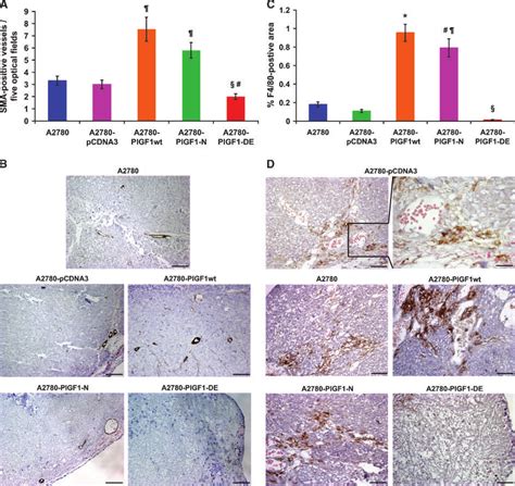 Vessel Stabilization And Monocyte Macrophage Infiltration In Tumors