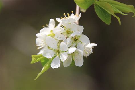 Дерево Цветы Цветение Сливы Белые - Бесплатное фото на Pixabay - Pixabay