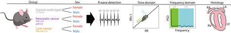 Evidence Of Sex Differences In Cancer‐related Cardiac Complications In Mouse Models Of