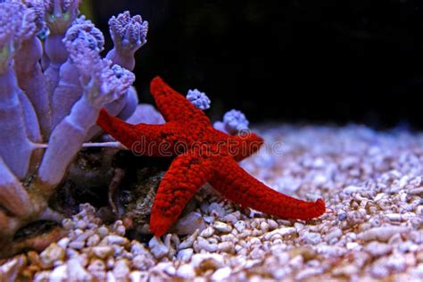 Fromia Starfish In Coral Reef Aquarium Tank Stock Image Image Of Life