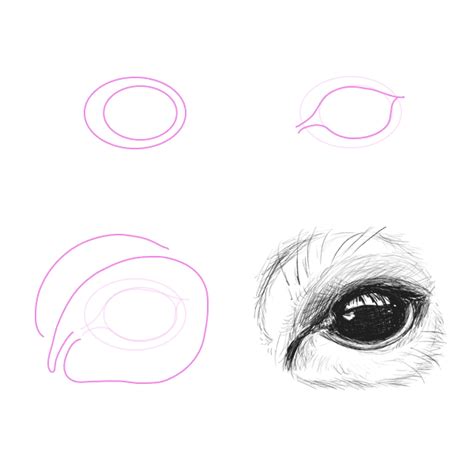 How To Draw Deer Eyes