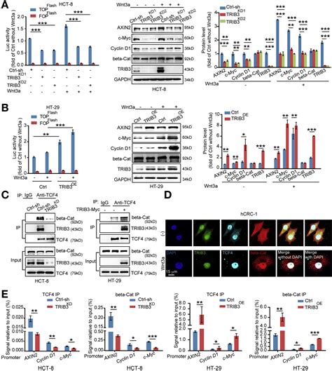 Trib3 Interacts With β Catenin And Tcf4 To Increase Stem Cell Features Of Colorectal Cancer Stem