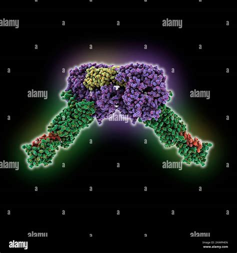 Human parathyroid hormone receptor-1 dimer, illustration Stock Photo ... 