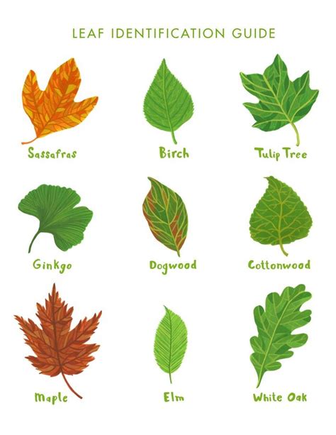 Saturday Printable: Leaf Identification Guide