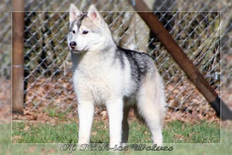 Le Chiot Husky De Sibérie Husky Passion Elevage de Husky sibérien