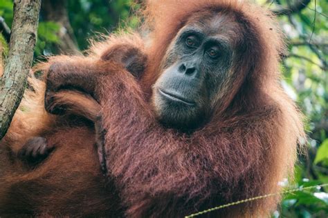 Looking For Wild Orangutans What To Expect From A Jungle Trek In Bukit