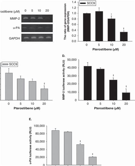 Pterostilbene Inhibits MMP 2 And U PA MRNA Expression And Promotes