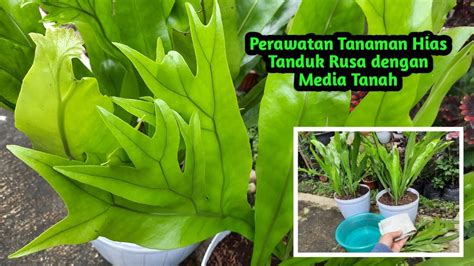 Cara Merawat Tanaman Hias Tanduk Rusa Dengan Media Tanah Perbanyakan