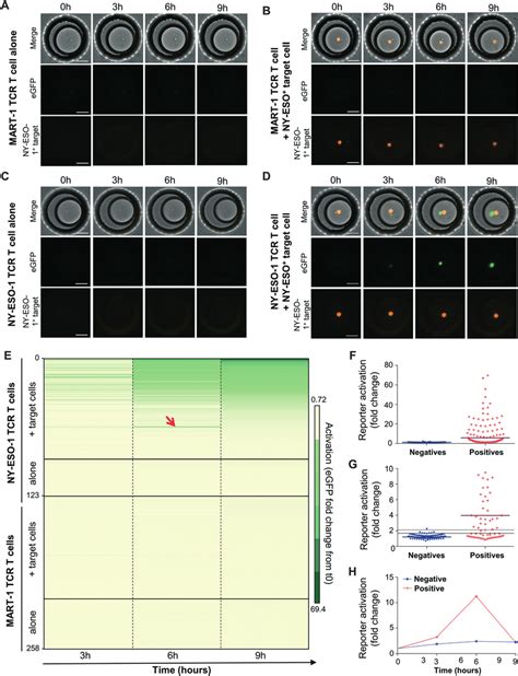 Kinetics Of T Cell Reporter Activation Is Measured In Droplets By Egfp