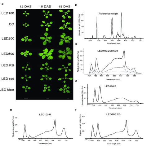 Arabidopsis Thaliana Shows Distinct Growth Behaviour Under Different