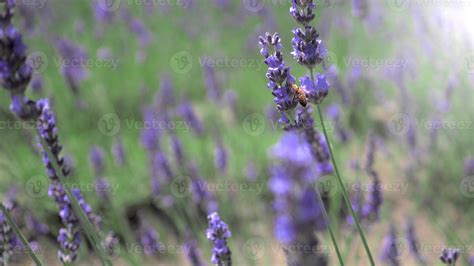 Lavender fields bloom in Hokkaido Japan for relaxing in summer or ...