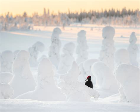 Vuoden Luontokuva Suomen Luonnonvalokuvaajat