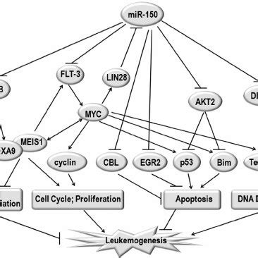 MiR 150 In Normal Hematopoietic Process MiR 150 Regulates Cell