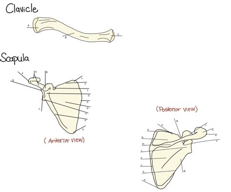 Scapula And Clavicle Bone Labeling Diagram Quizlet