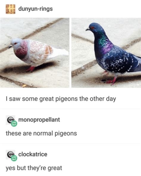 14 Tumblr Posts Proving Pigeons Are The Funniest Creatures Cute Funny