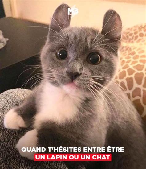 Épinglé Par Elrewin Sur Blague Chats Adorables Chats Et Chatons