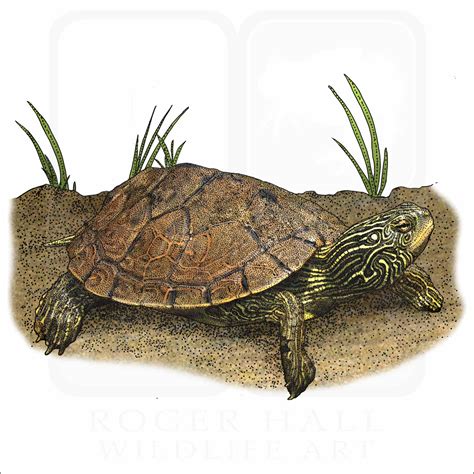 Northern Map Turtle Signed Fine Art Print Inkart