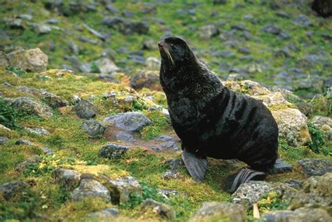 Northern Fur Seal Callorhinus Ursinus 물개 Display Full Image