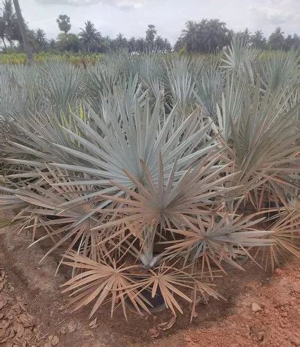 Bismarckia Palm for Garden at ₹ 690/piece | Arecaceae in Rajahmundry ...