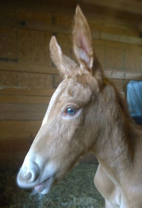 Home of Rocky Mountain Horse Gaited Mules! - Quality Rocky Mountain