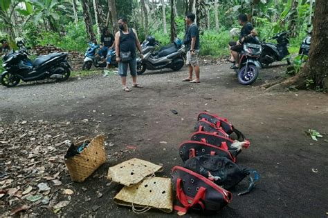 Judi Sambung Ayam Di Bitung Digerebek Polisi Para Pelaku Tinggalkan 9