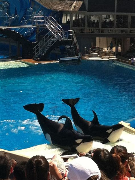 Sea World San Diegoway More Fun Than Disneyland Sea World San