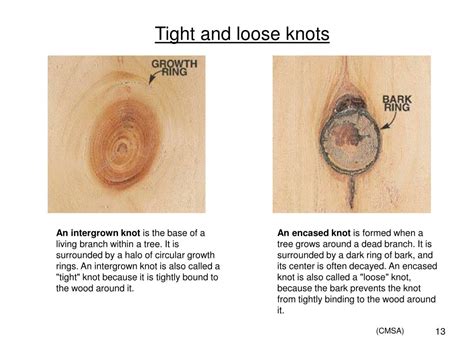 Ppt Wood Macroscopic Wood Anatomy Features Powerpoint