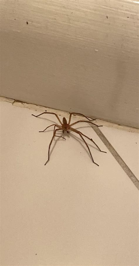 Located In Southern Tip Of Nj Brown Recluse Rwhatsthisbug