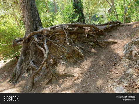 Crooked Roots Trees Image And Photo Free Trial Bigstock