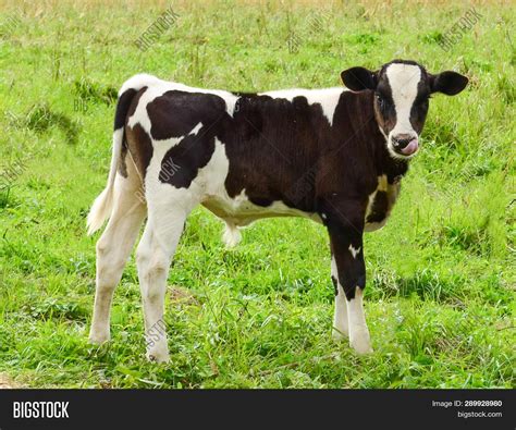 Black White Calf Image & Photo (Free Trial) | Bigstock