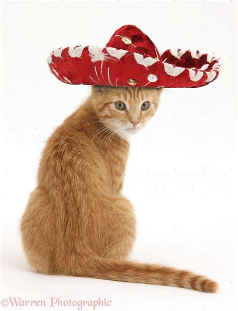 Ginger Kitten Wearing A Mexican Hat Photo WP37398