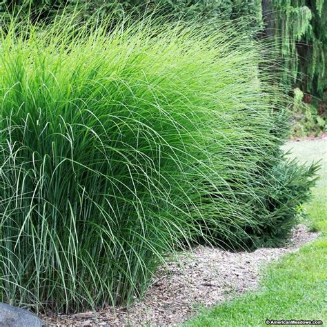 Gracillimus Miscanthus Grass Ornamental Grasses Tall Grass Landscaping Grasses Landscaping