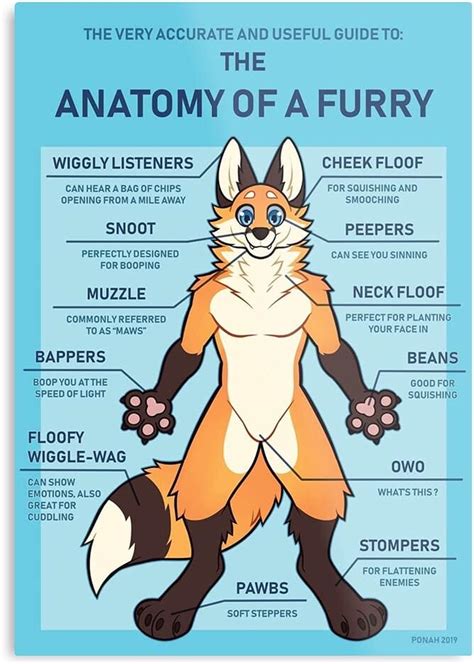 Amazon.com: Meme Furries Animal Fox Anatomy Furry - The Best and Newest ...