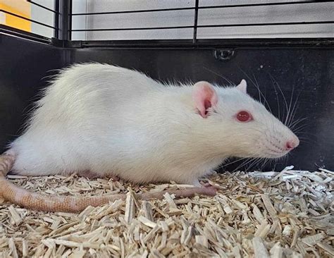 Adoption De Titus Ind Finie Rat R Gion Grand Est