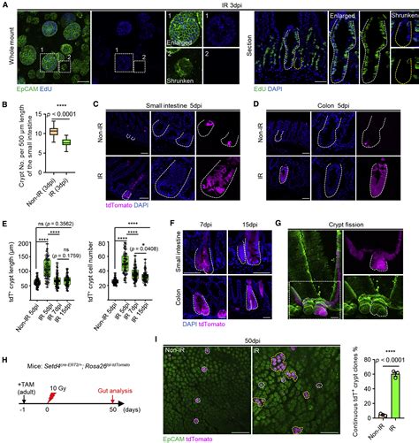 Embryogenic Stem Cell Derived Intestinal Crypt Fission Directs De Novo