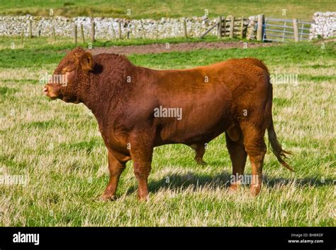 Luing beef cattle hi-res stock photography and images - Alamy