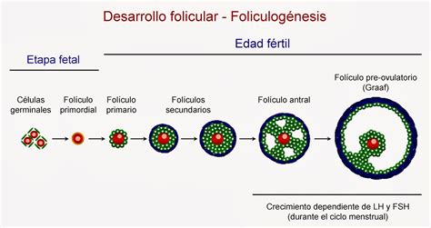 Hormonas Los Vulos Y Sus Or Genes Ovog Nesis