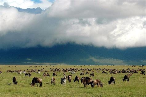 Tripadvisor D As Se Unieron Al Grupo Safari Ngorongoro El Lago