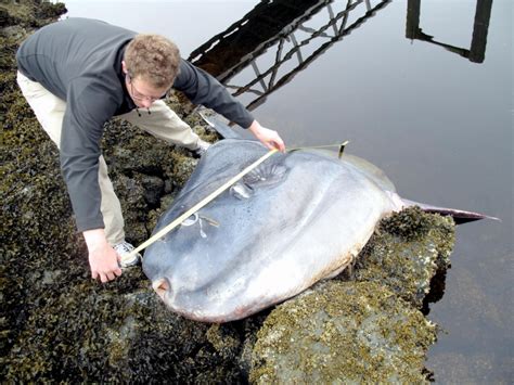 Ocean Sunfish – "OCEAN TREASURES" Memorial Library