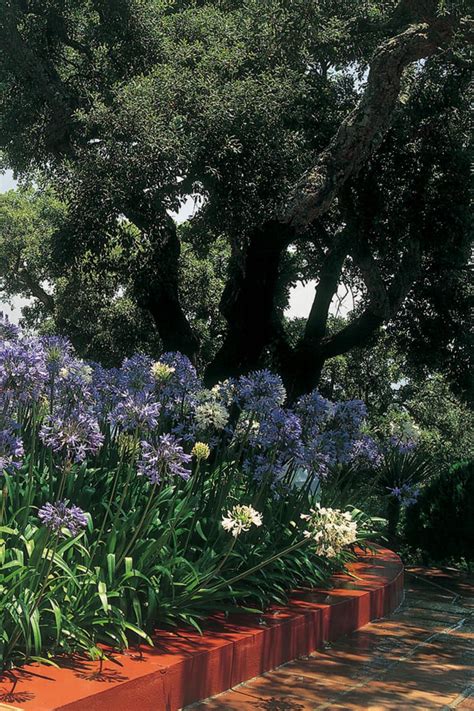 Plantas De Exterior Resistentes Aptas Para Negados