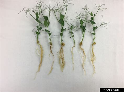 damping-off/Aphanomyces root rot (Aphanomyces euteiches)