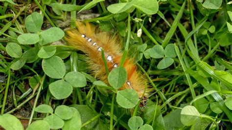 Ahorn Rindeneule Acronicta Aceris Flickr