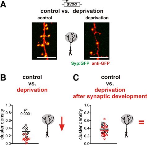 A Critical Period For Activity Dependent Synaptic Development During